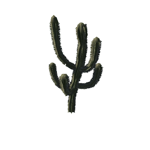 Cactus 05